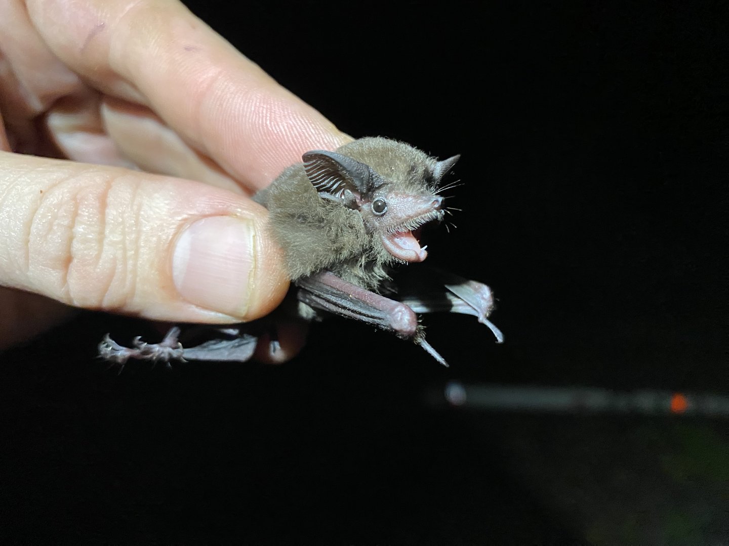 Lesser Doglike Bat (Peropteryx macrotis)