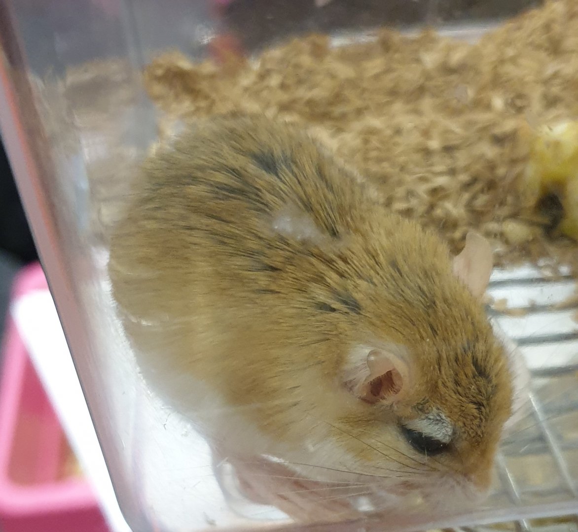Lesser Egyptian gerbil - Gerbillus gerbillus
