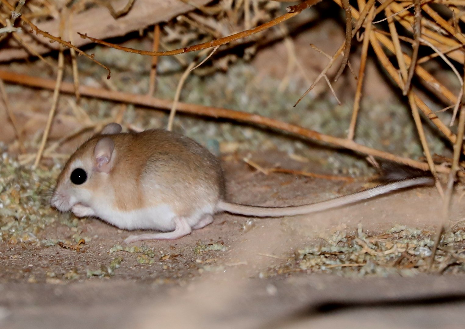 Lesser Egyptian Gerbil (Gerbillus gerbillus)