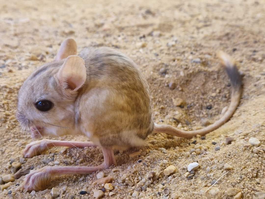 Lesser Egyptian Gerboa