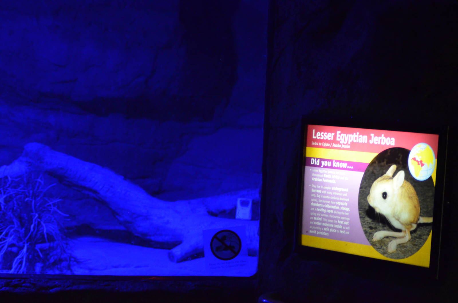 Lesser Egyptian Jerboa Display