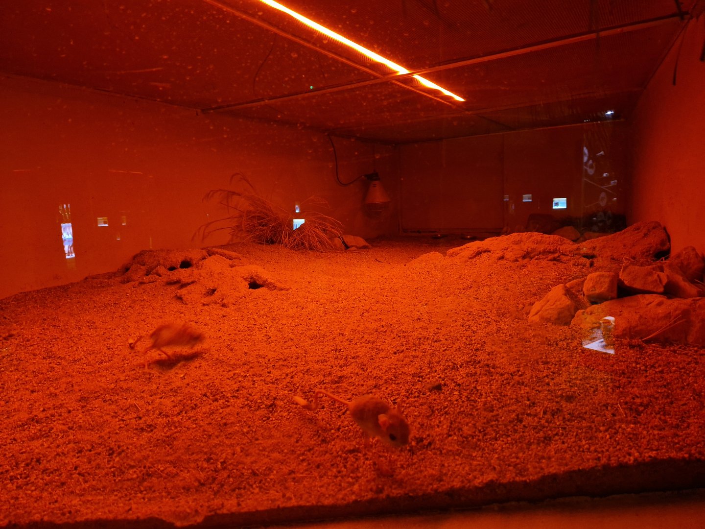 Lesser Egyptian jerboa enclosure