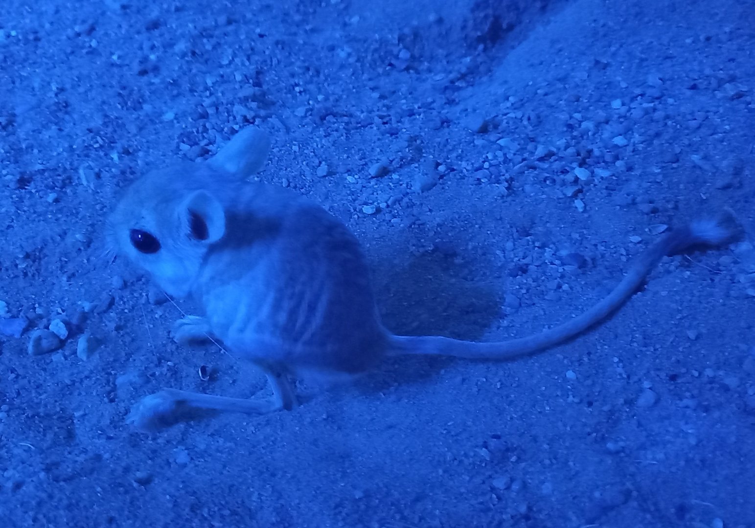 Lesser Egyptian jerboa - Jaculus jaculus