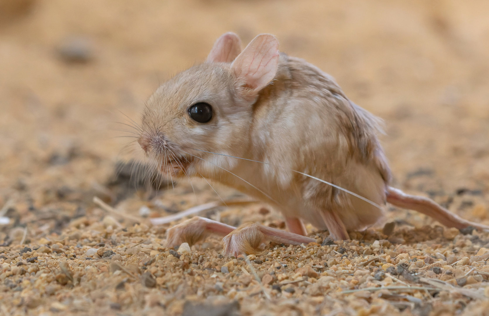 Lesser egyptian jerboa (Jaculus jaculus)