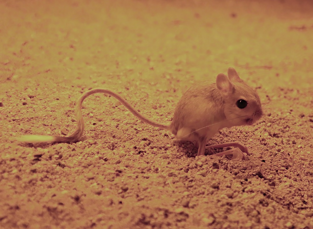 Lesser egyptian jerboa (Jaculus jaculus)