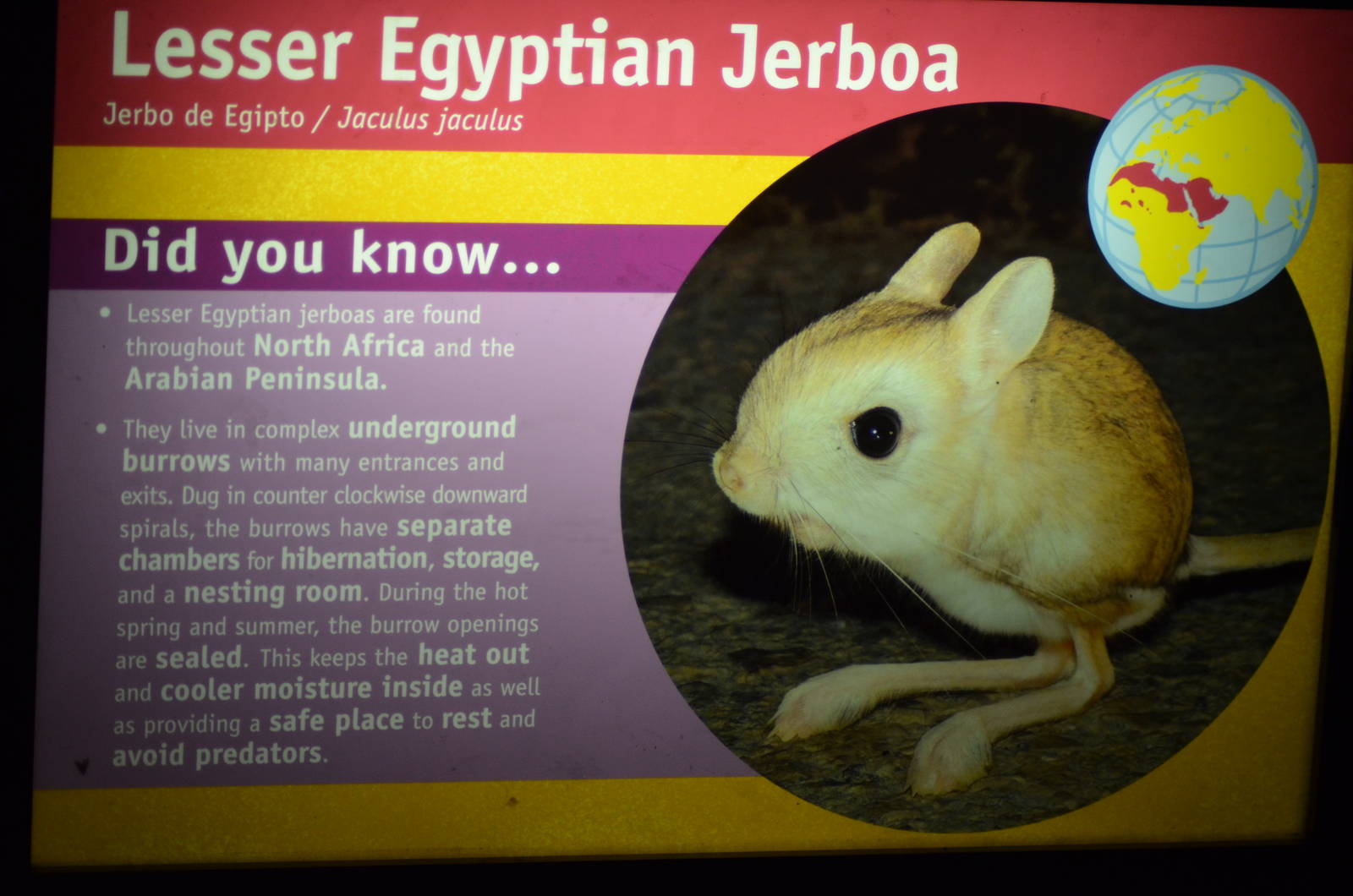Lesser Egyptian Jerboa Signage
