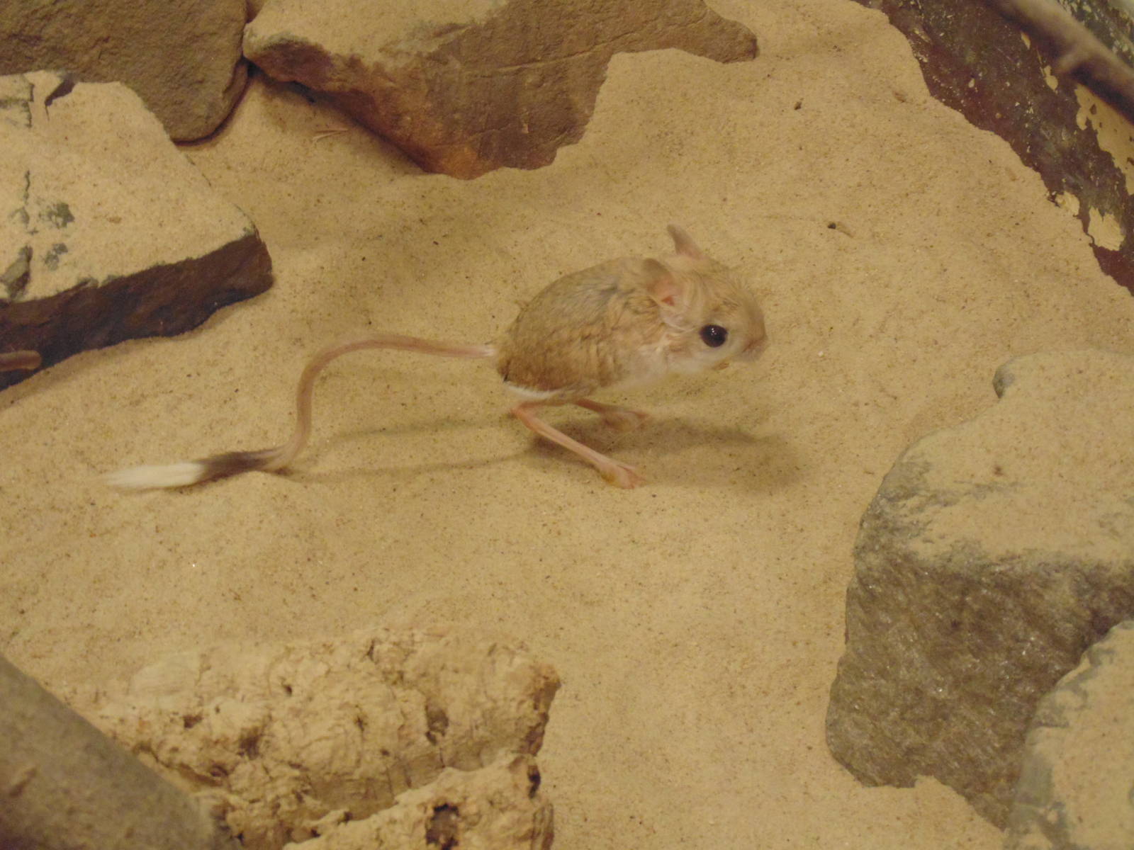 Lesser Egyptian Jerboa