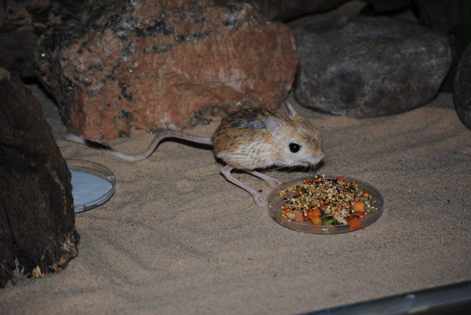 Lesser Egyptian Jerboa