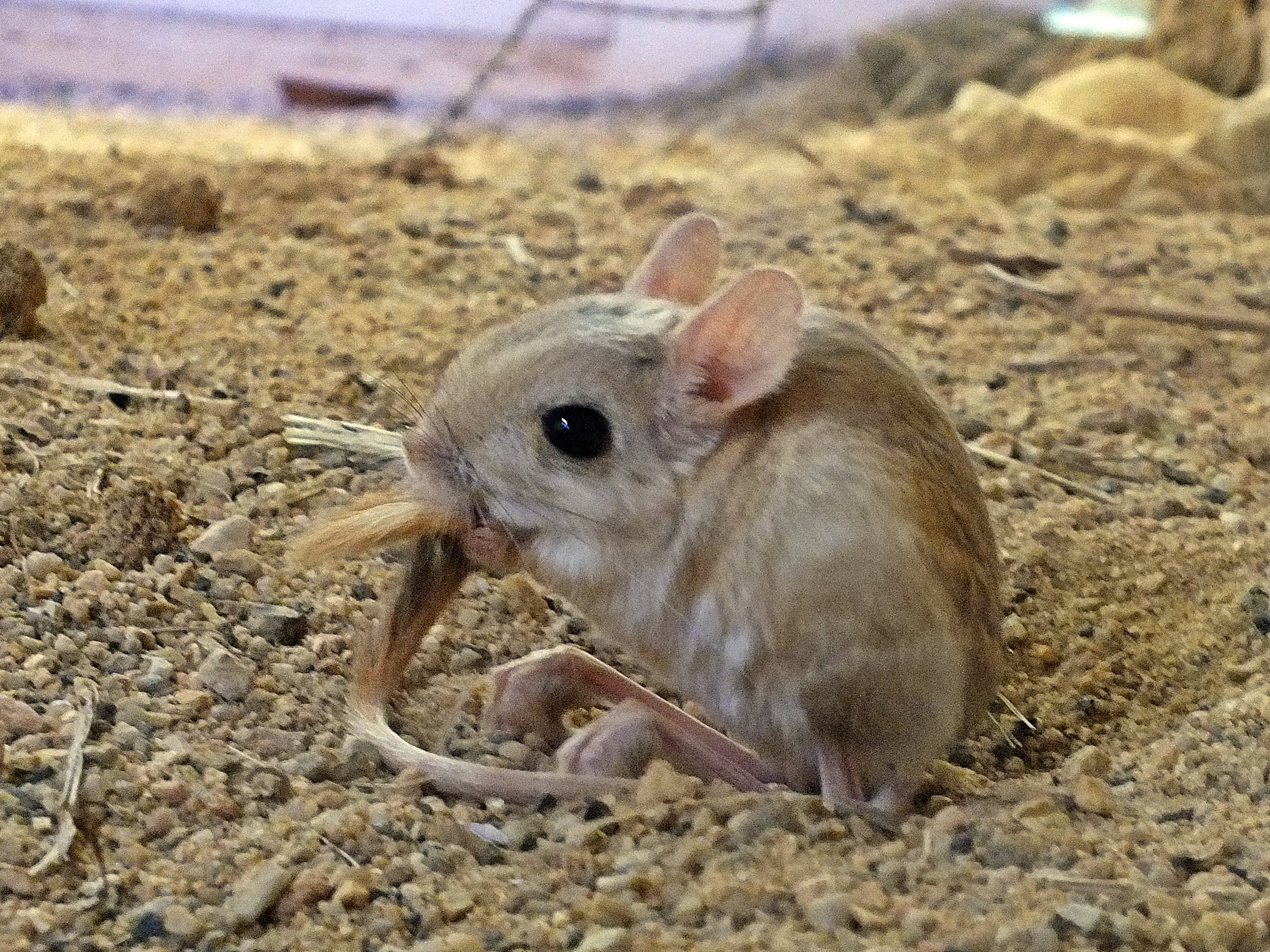 Lesser Egyptian jerboa