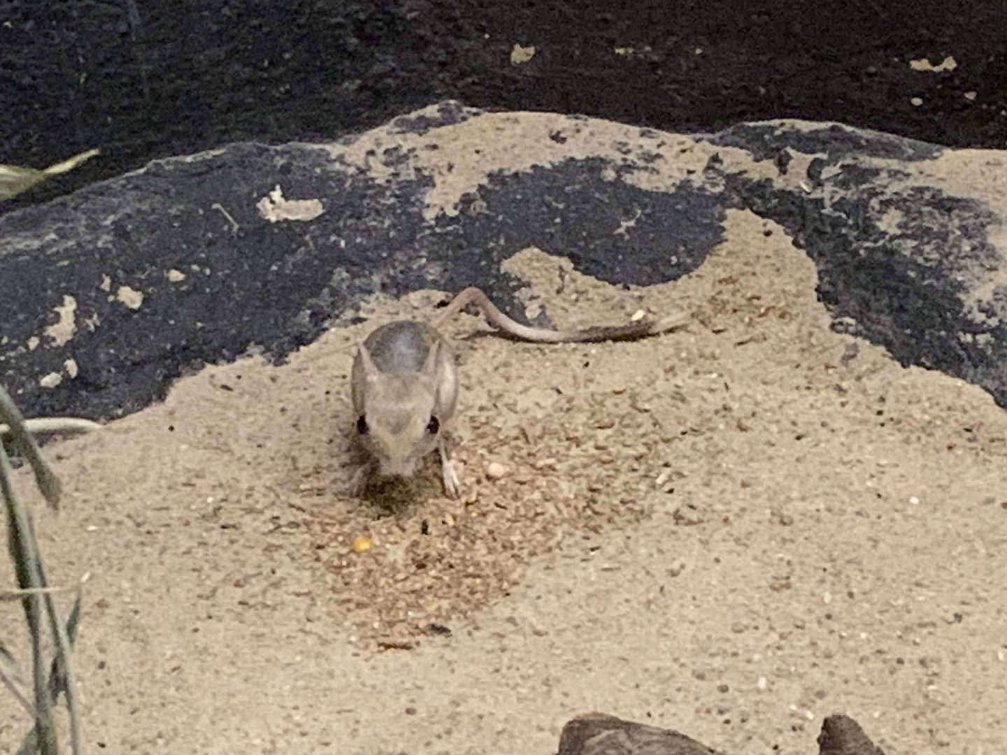 Lesser Egyptian jerboa
