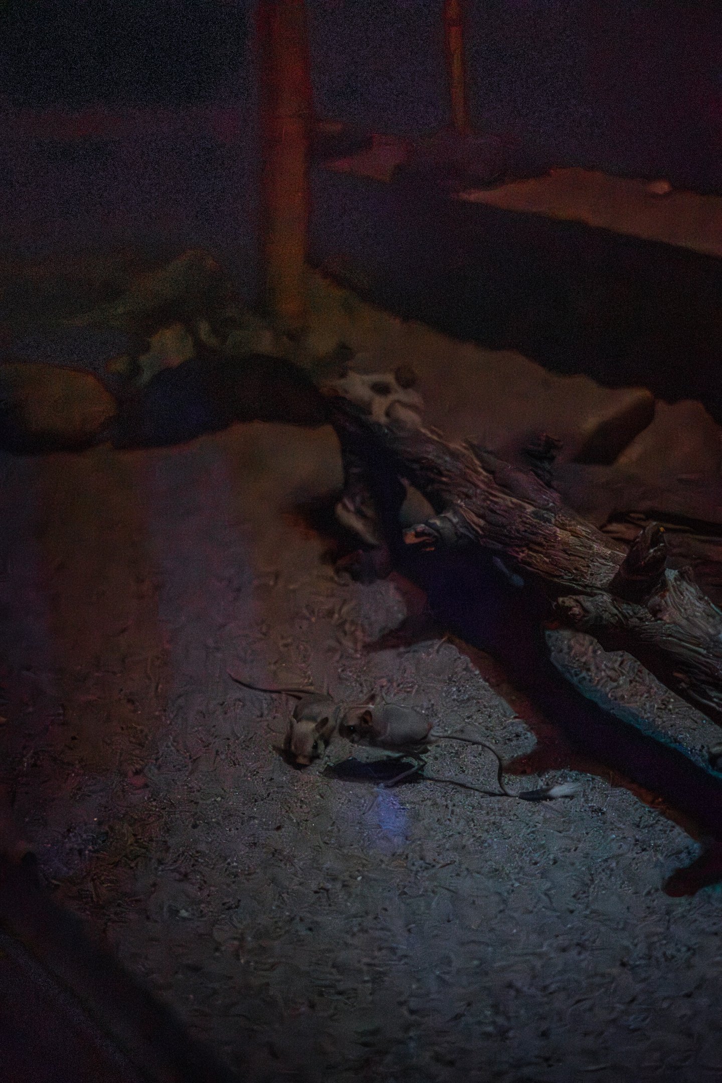 Lesser egyptian jerboa