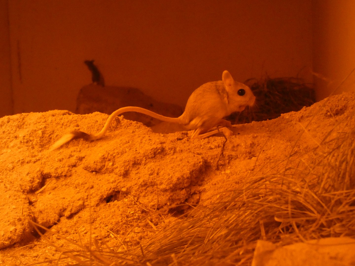 Lesser Egyptian jerboa