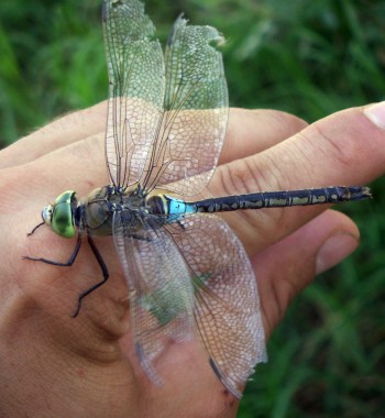 Lesser Emperor (Anax parthenope)