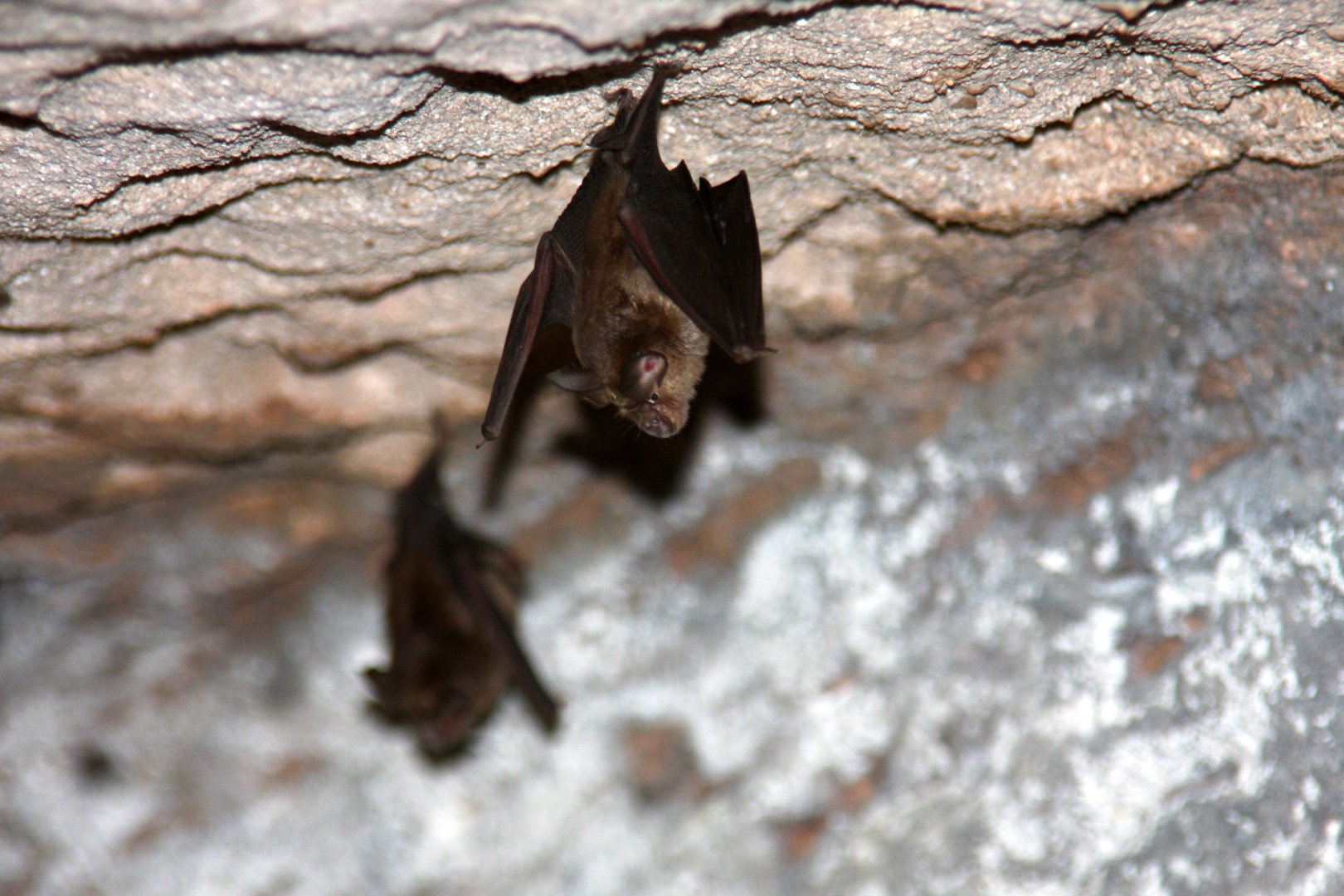 lesser false vampire bat (Megaderma spasma)
