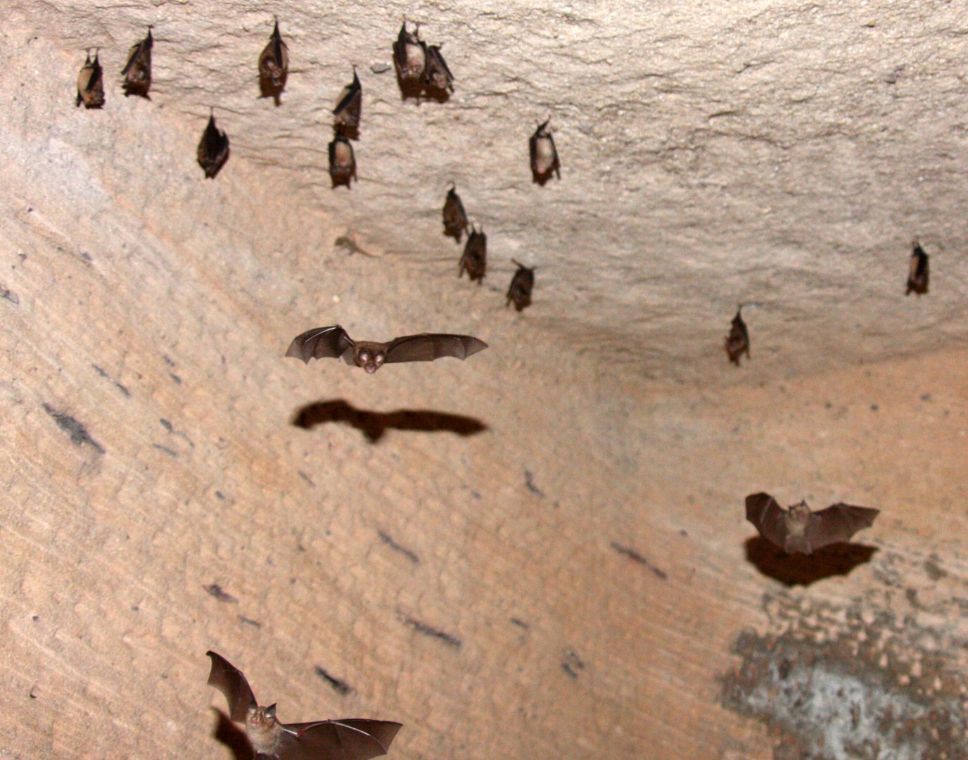 lesser false vampire bat (Megaderma spasma)