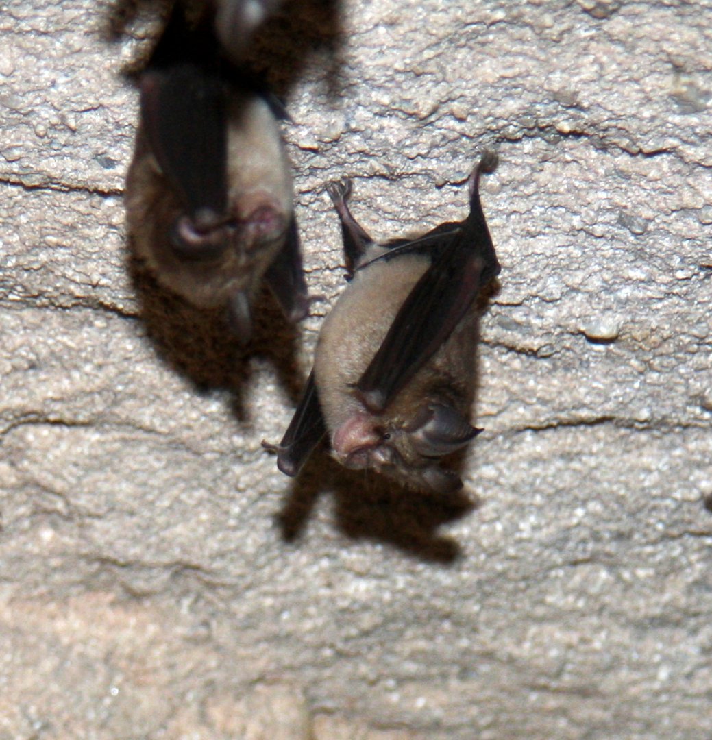 lesser false vampire bat (Megaderma spasma)
