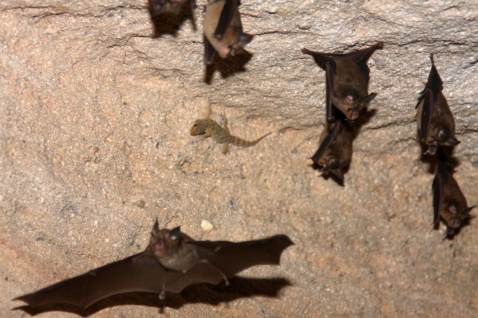 lesser false vampire bat (Megaderma spasma)