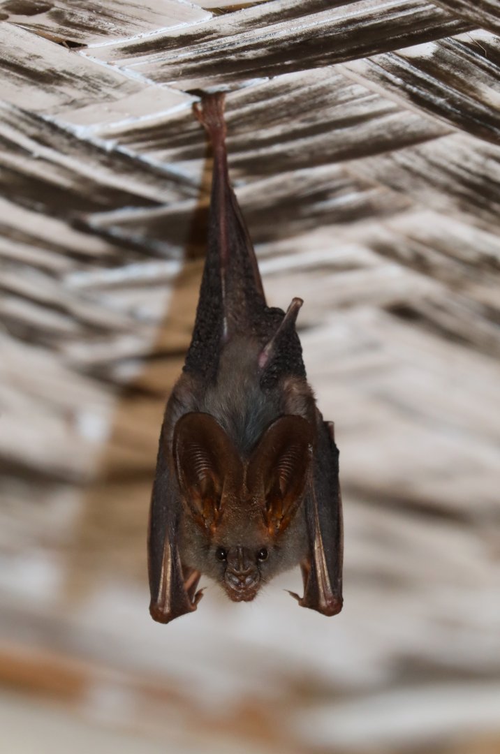 lesser false vampire bat (Megaderma spasma)