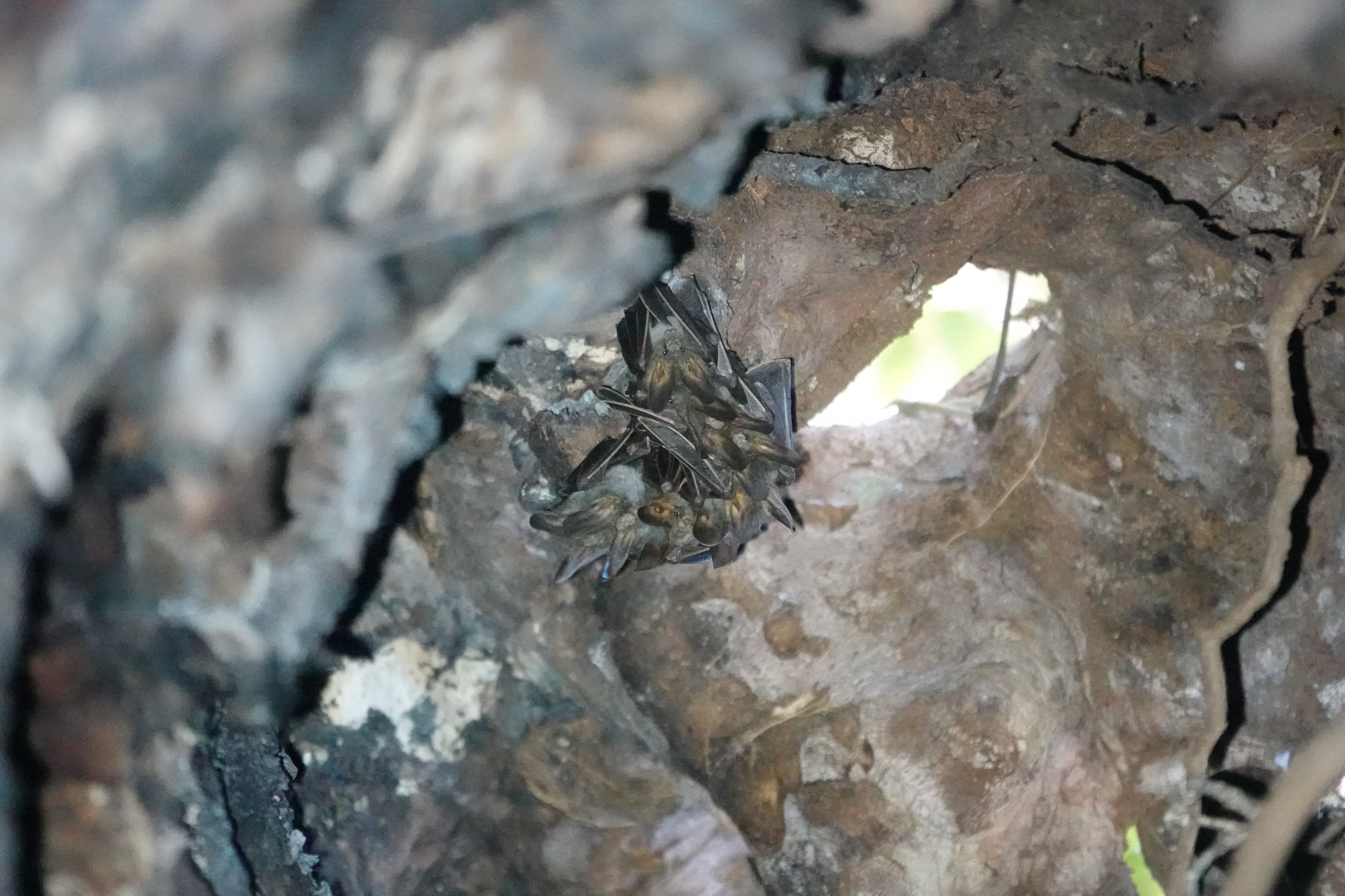 Lesser False Vampire Bats