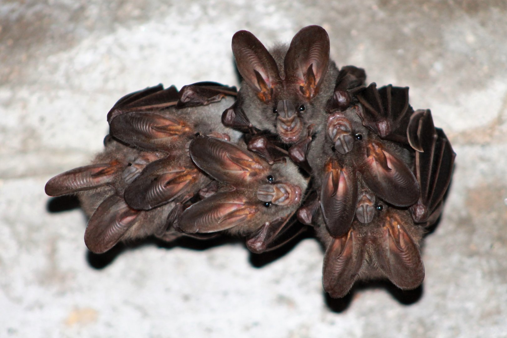 Lesser False Vampires (Megaderma spasma ceylonense)