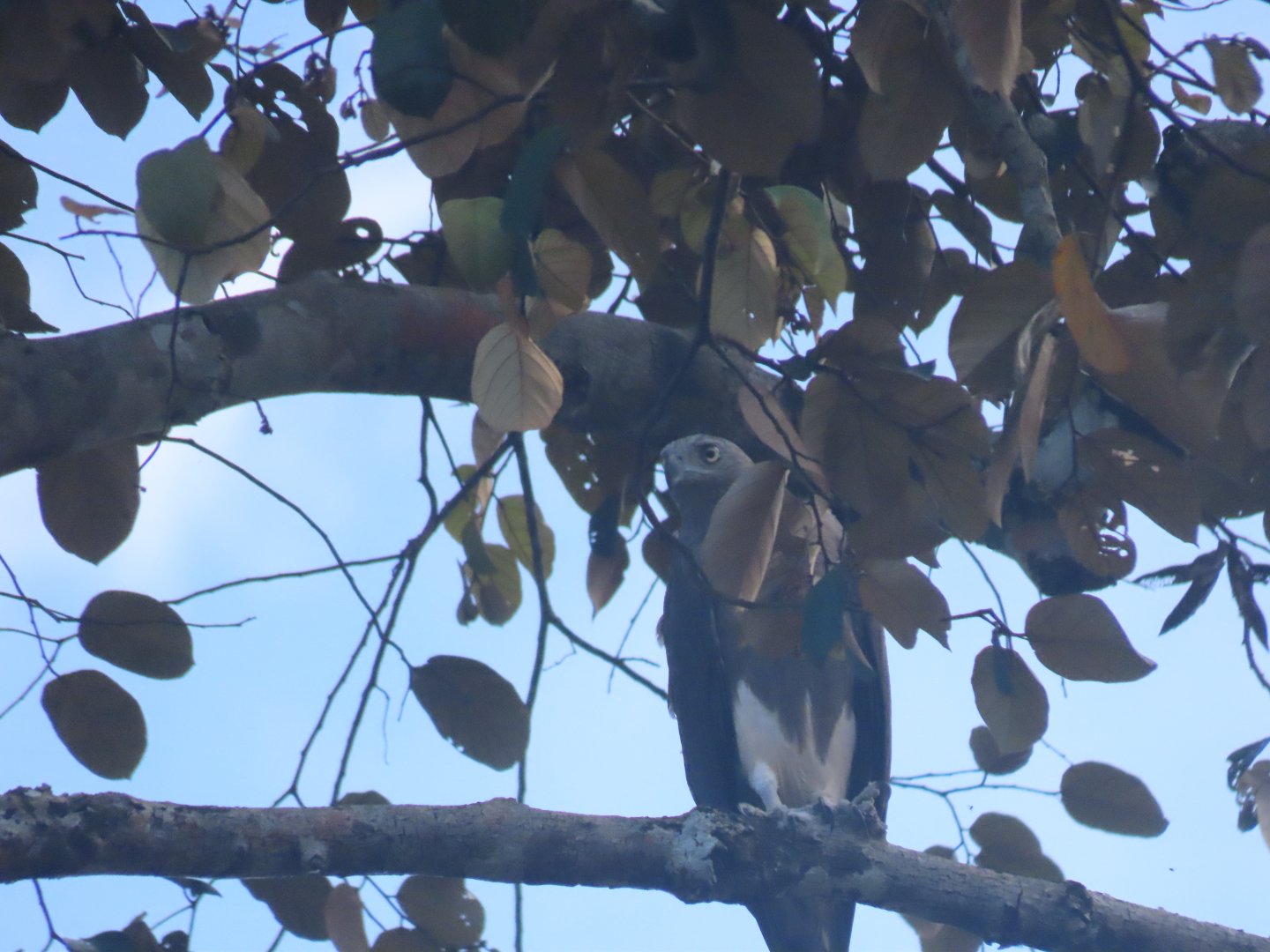 Lesser fish eagle (Haliaeetus humilis)