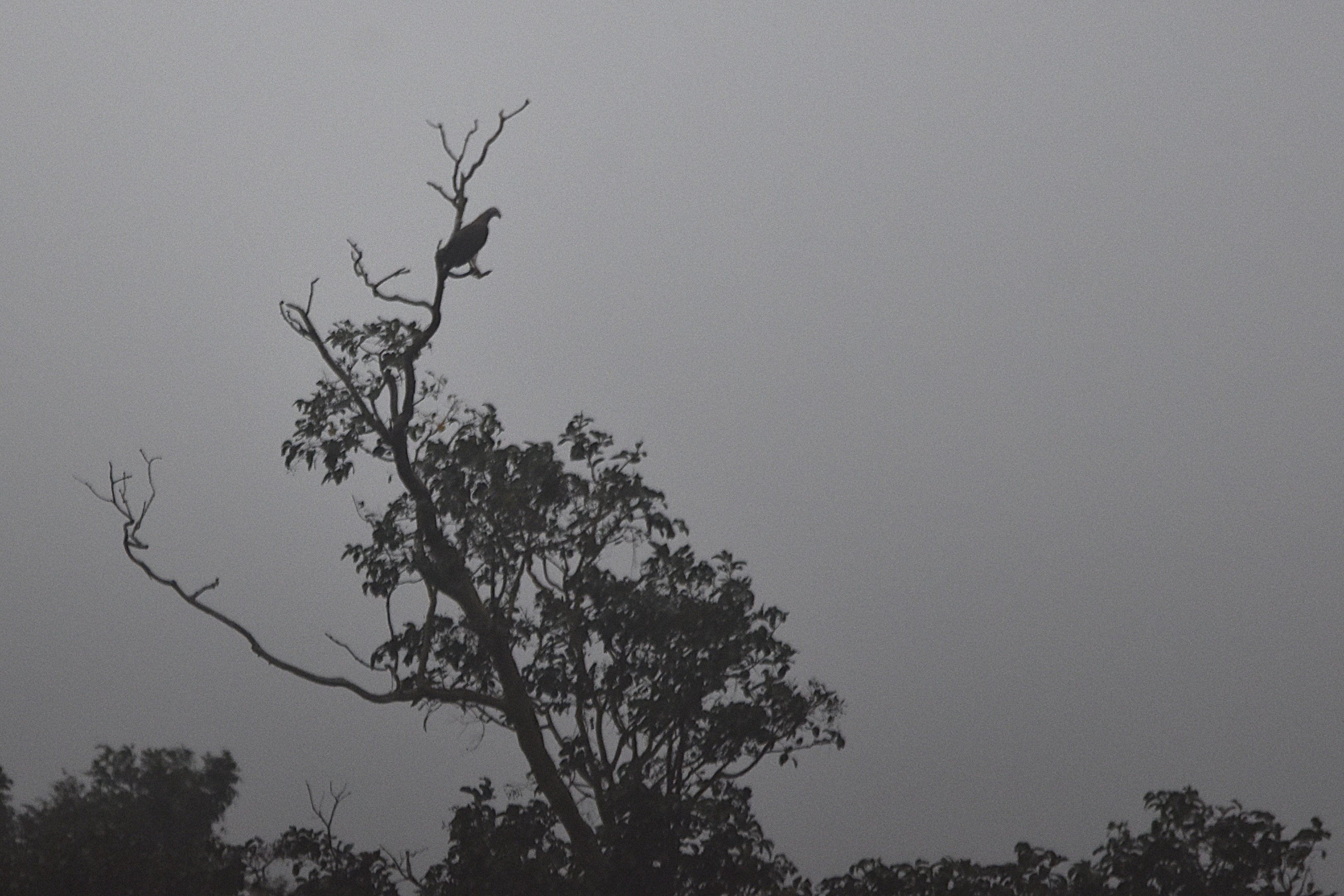 Lesser Fish Eagle, Nagarahole Tiger Reserve, 22nd November 2024