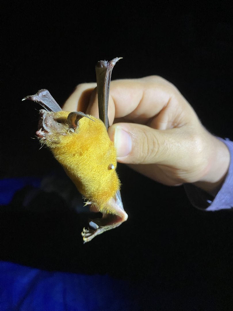 Lesser Fishing Bat (Noctilio albiventris)