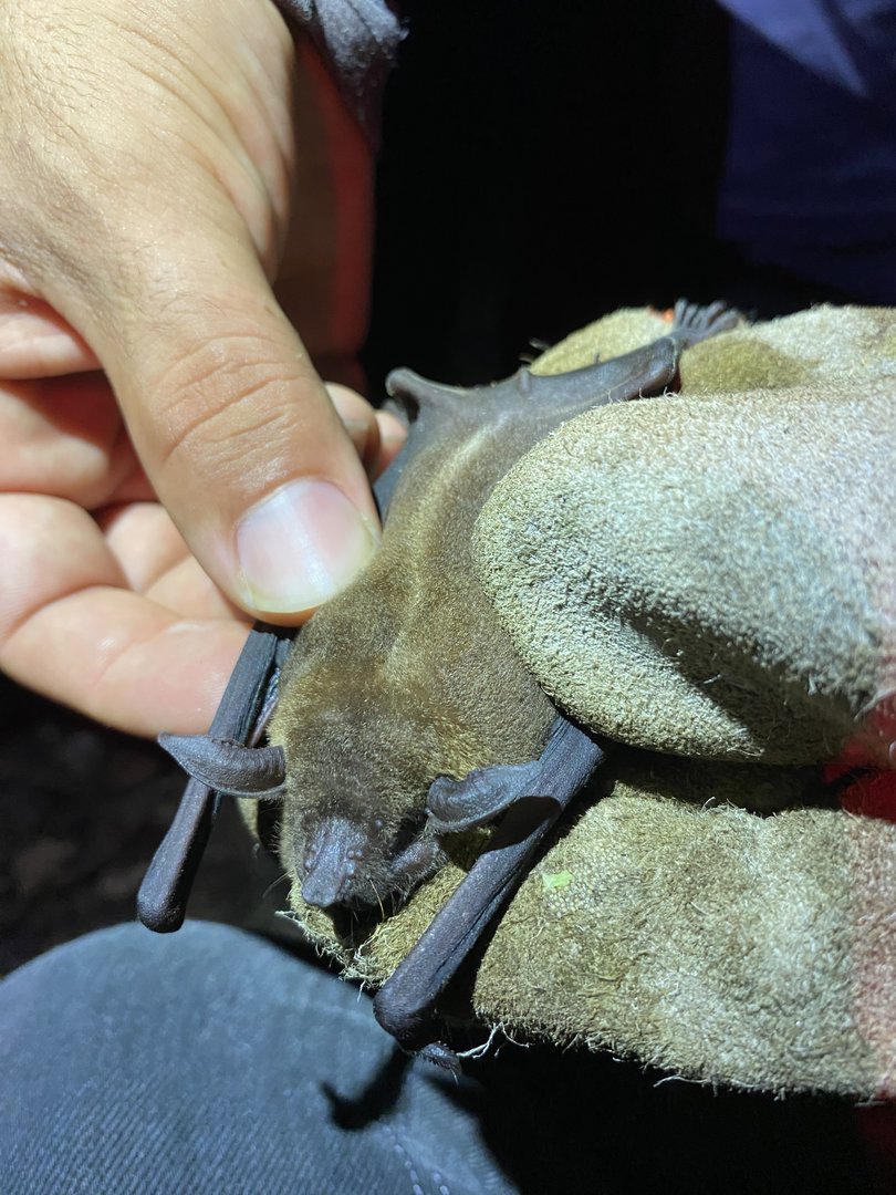 Lesser Fishing Bat (Noctilio albiventris)