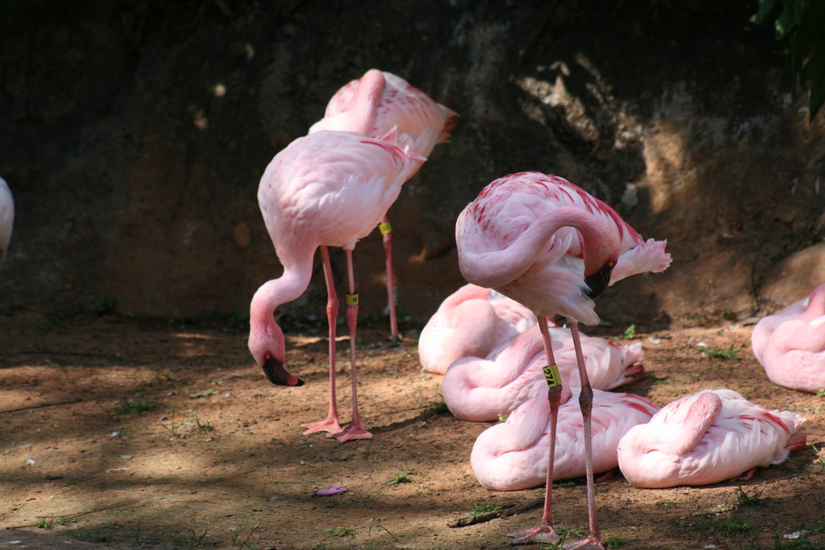 Lesser Flamingo(20/2/25)