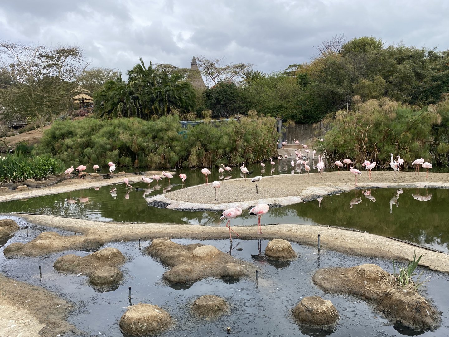 Lesser Flamingo - African Loop