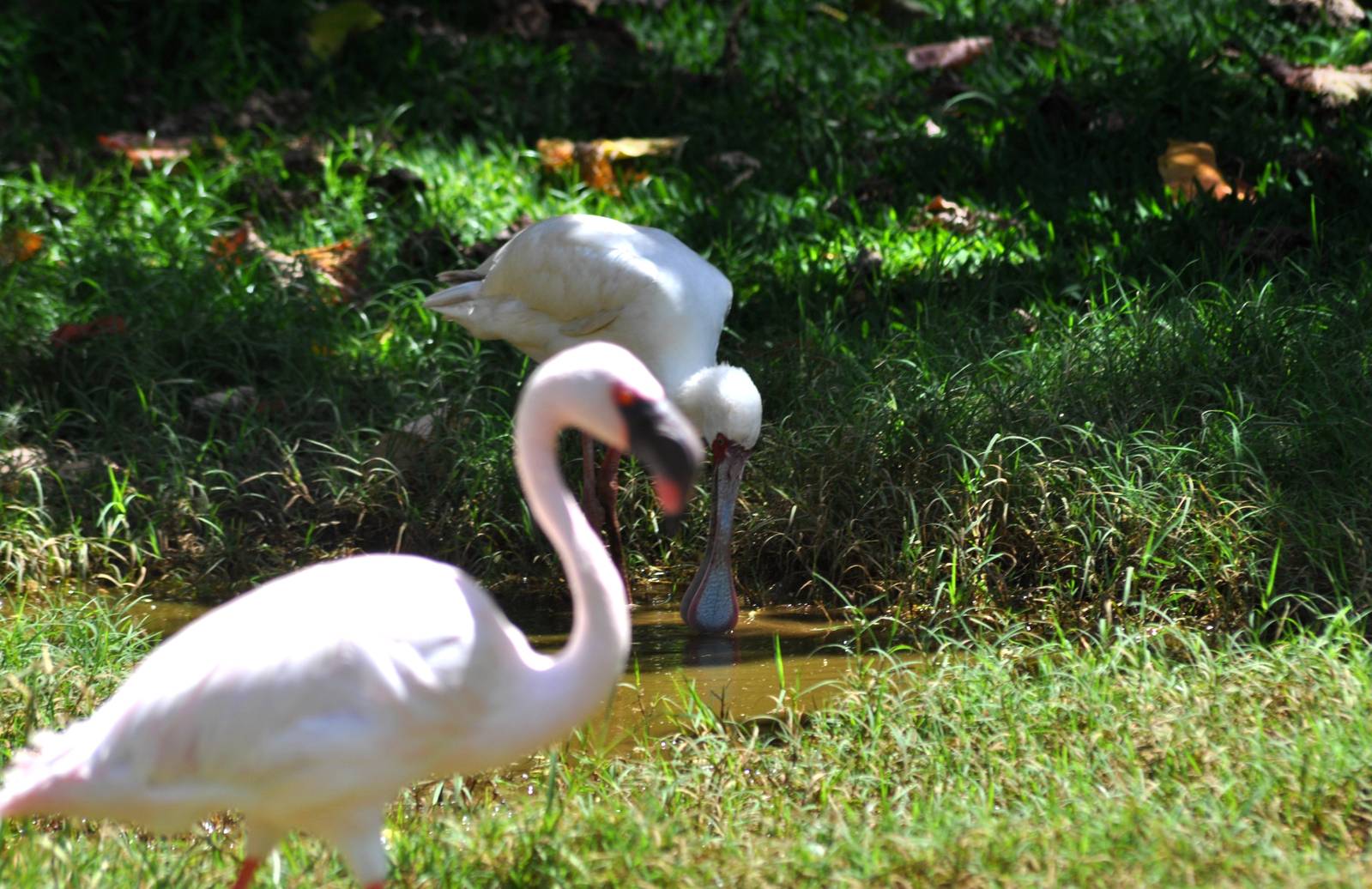 Lesser Flamingo and African White Spoonbill