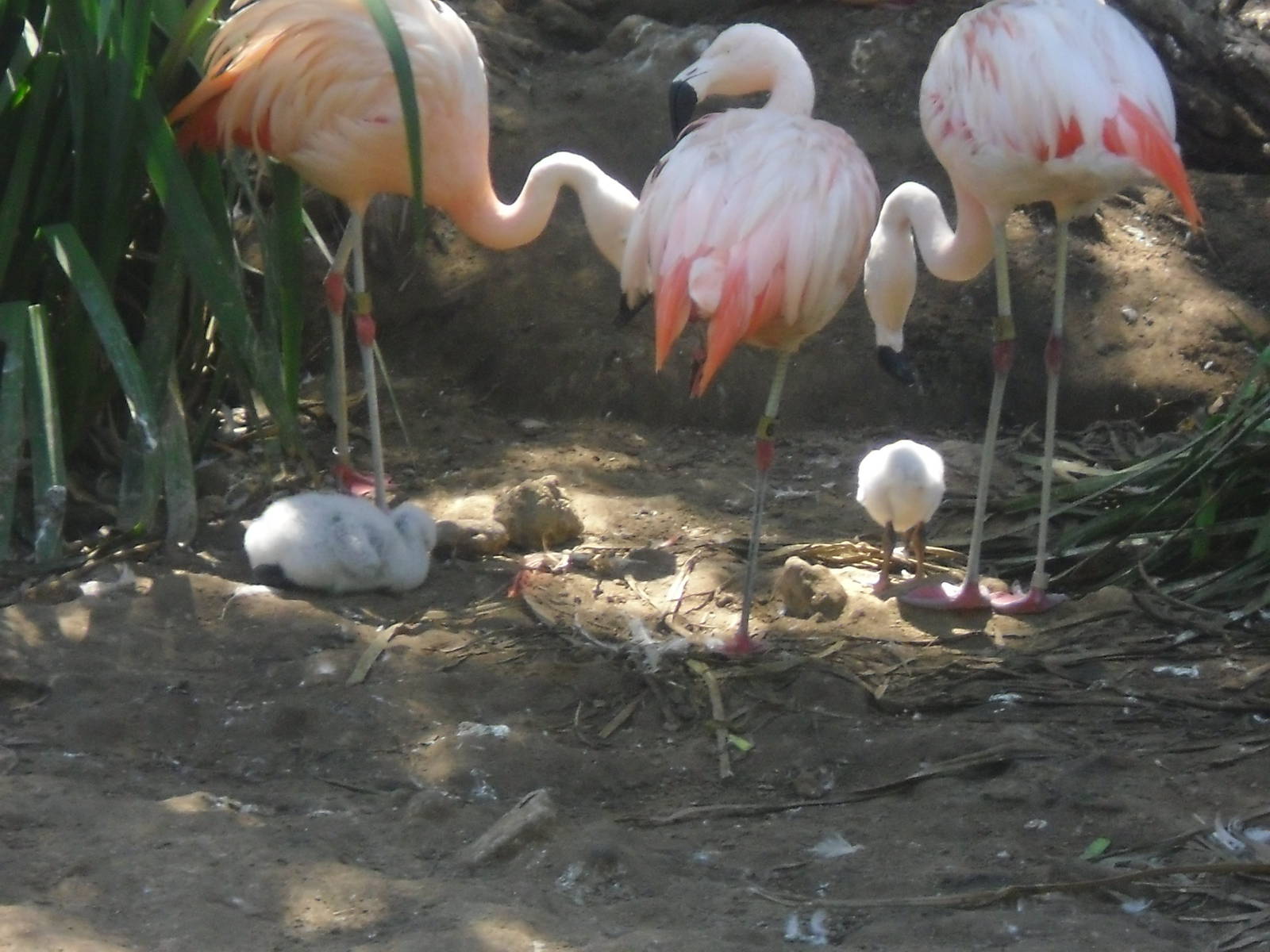 Lesser Flamingo and Chicks