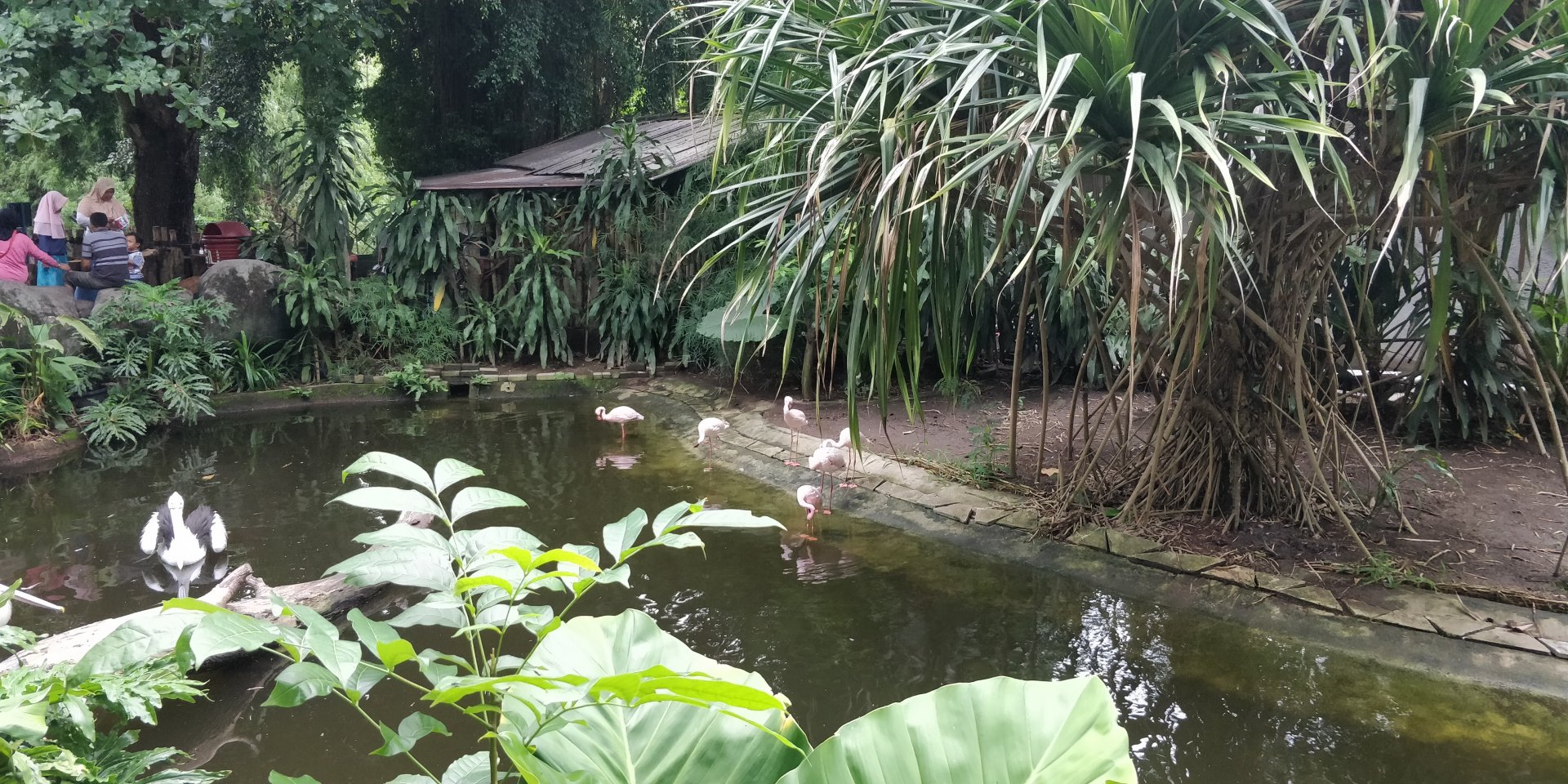 Lesser flamingo and Pelican enclosure