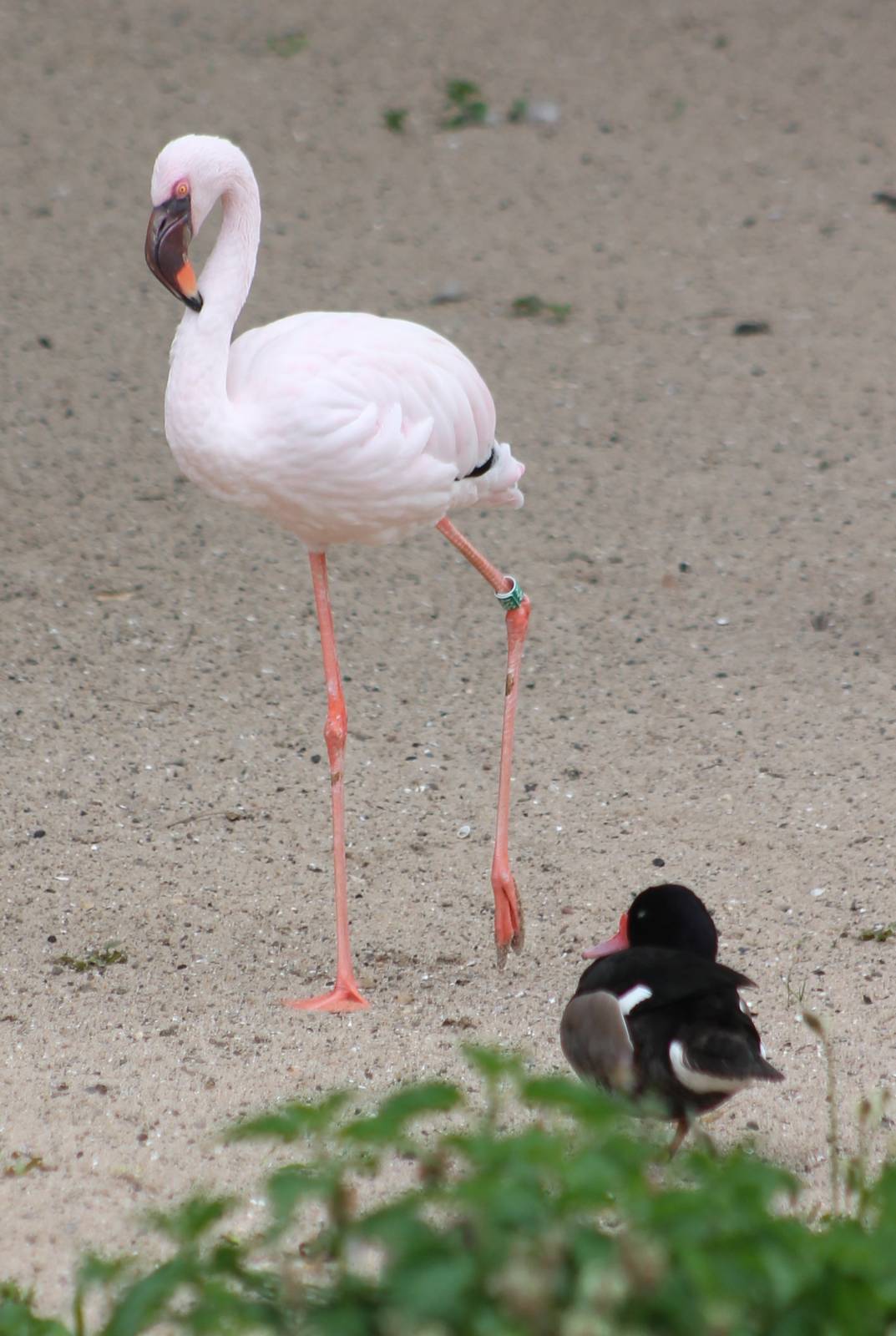 Lesser flamingo and rosybill