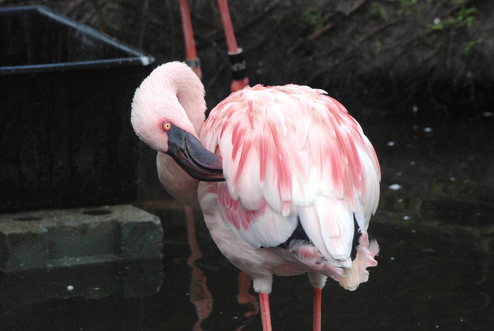 Lesser Flamingo at Avifauna, 04/06/12