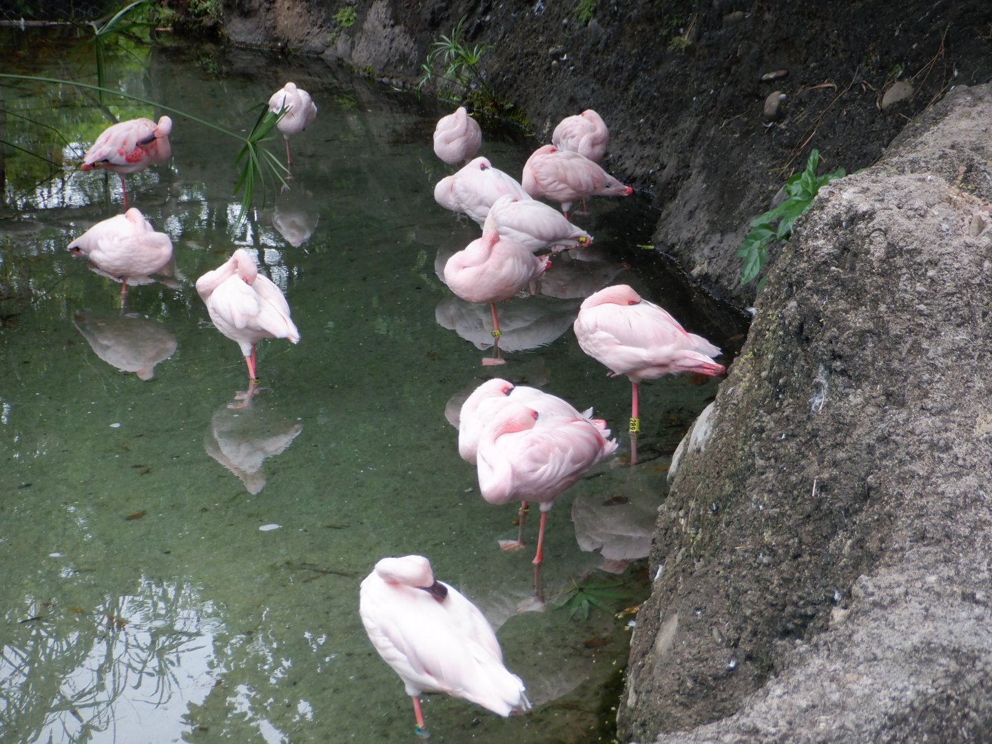 Lesser Flamingo at Disney's Animal Kingdom