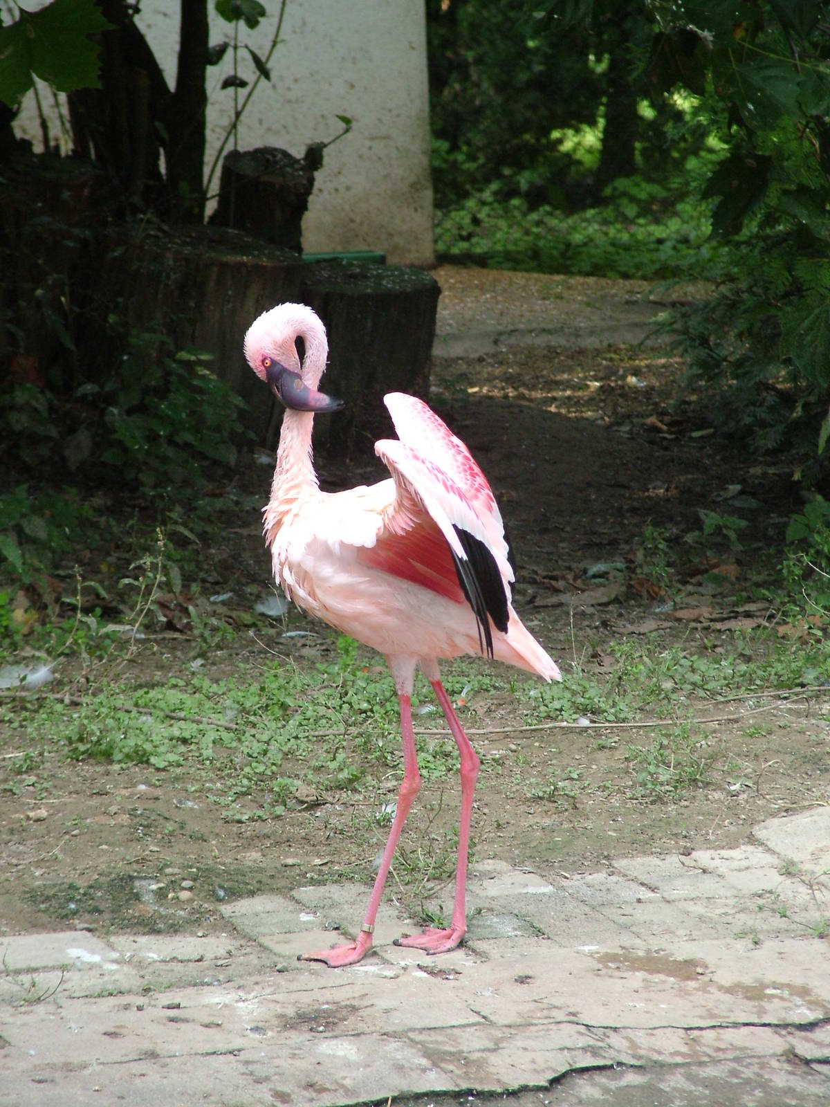Lesser Flamingo at Vogelpark Leopoldshafen, 03/09/10