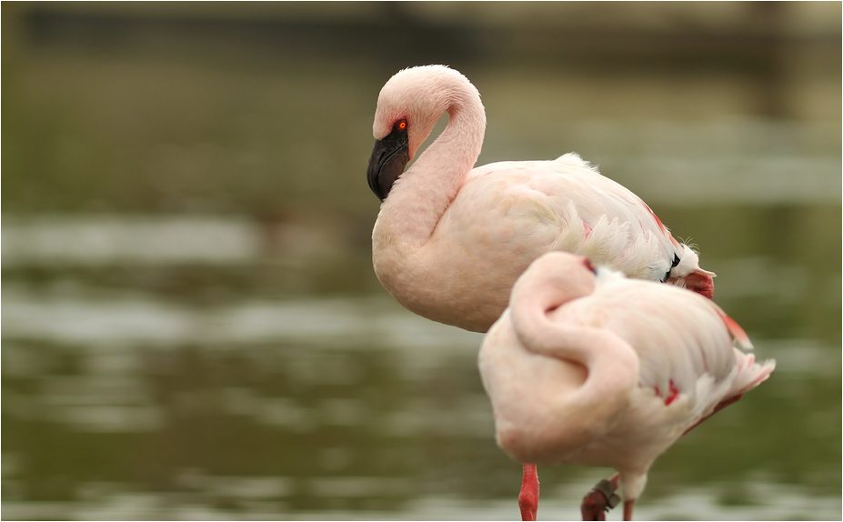 Lesser flamingo at ZOOM Gelsenkirchen