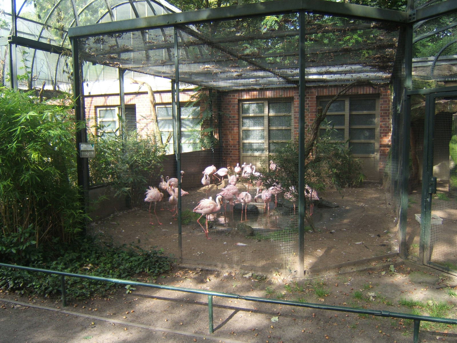 Lesser Flamingo Aviary