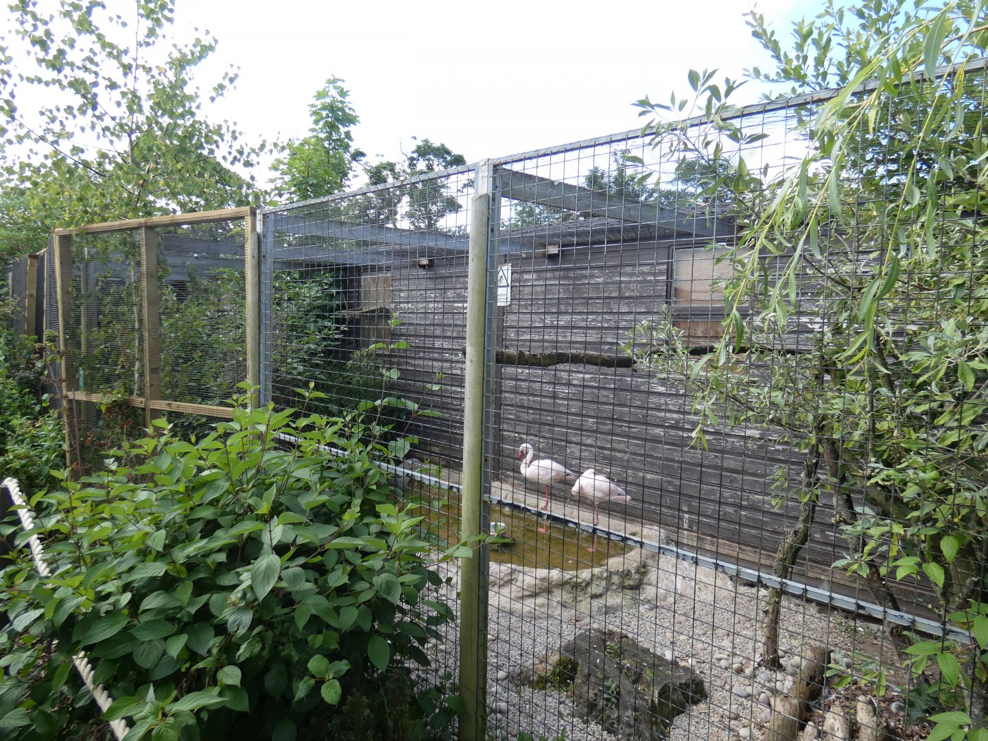Lesser flamingo aviary
