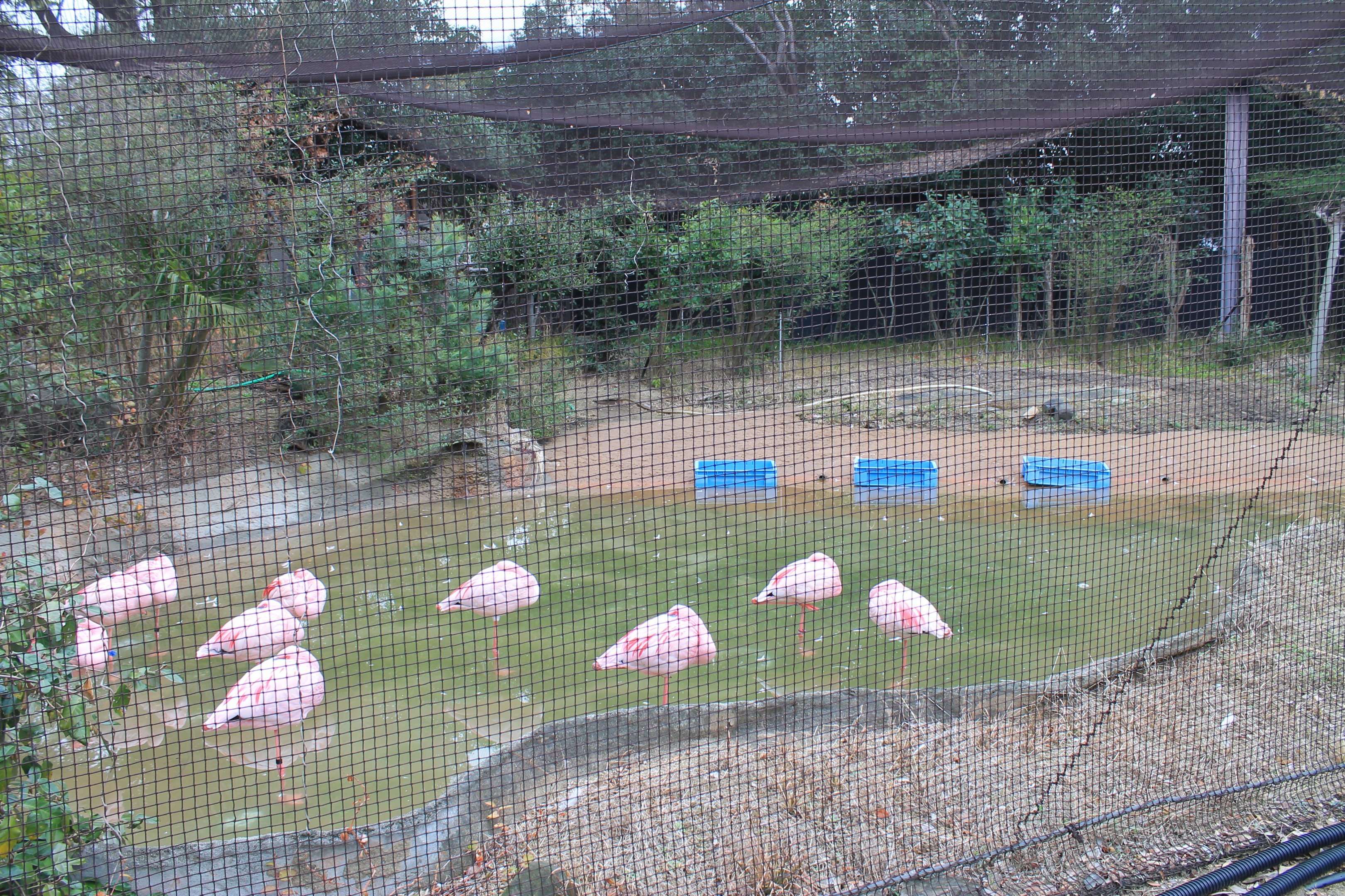 Lesser Flamingo aviary