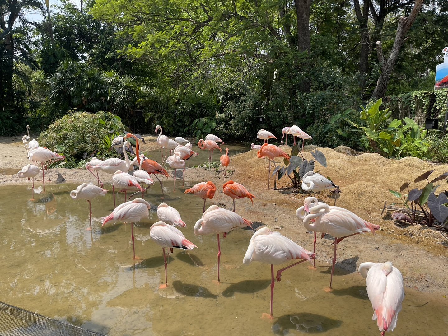 Lesser flamingo , Caribbean flamingo ,  Greater flamingo
