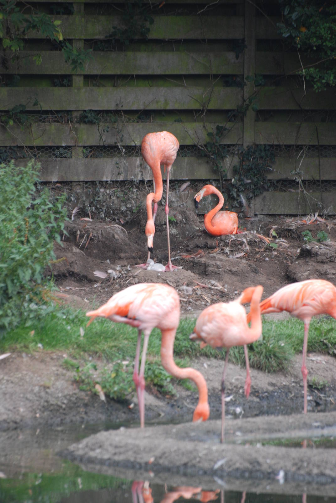 Lesser Flamingo Chick (Raised by Caribbeans) at Llanelli WWT, 31/07/11