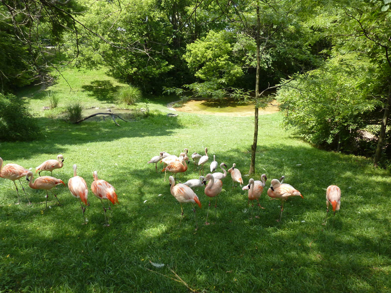 Lesser Flamingo/Chilean Flamingo/Black-Necked Swan Exhibit