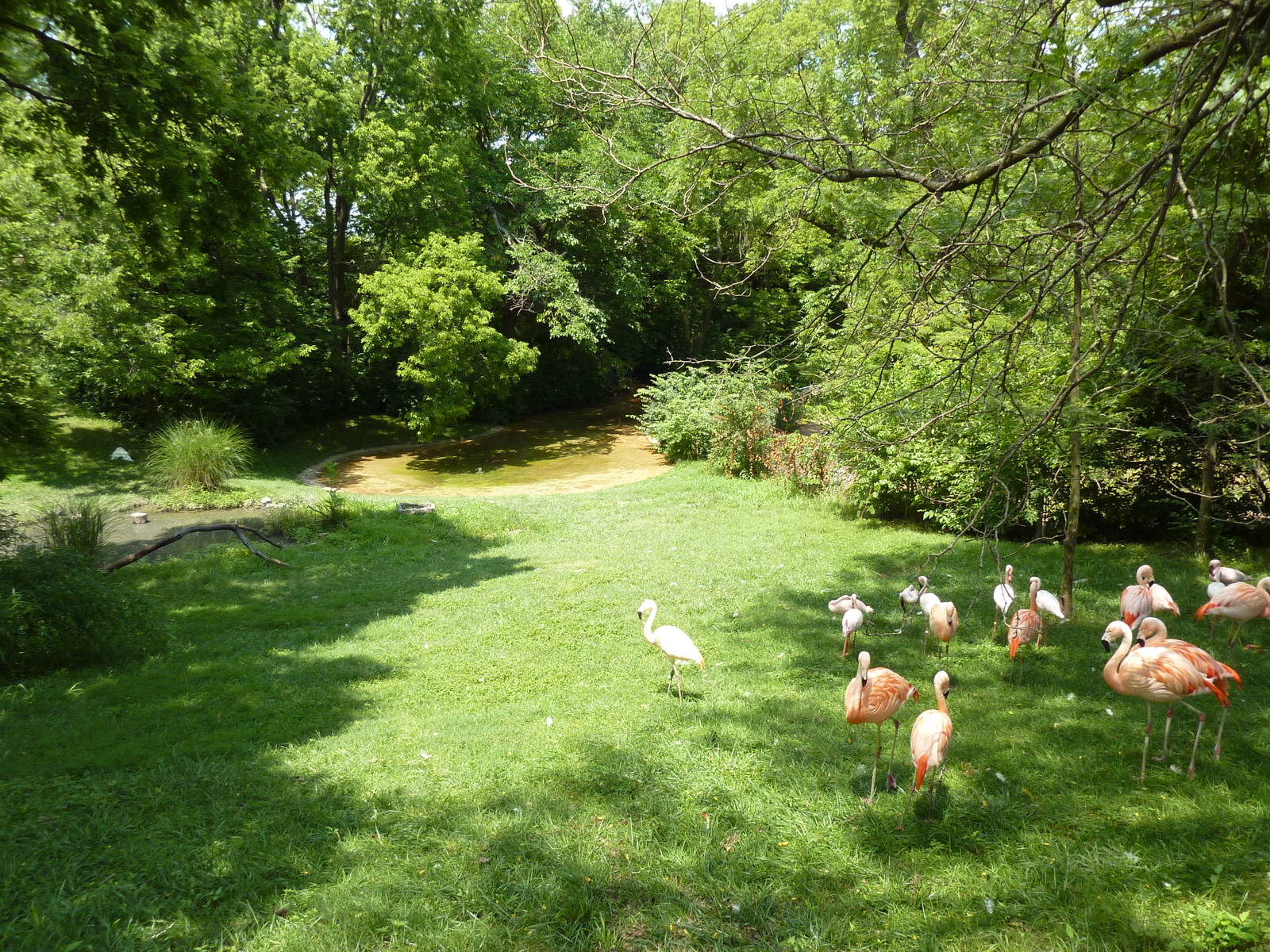 Lesser Flamingo/Chilean Flamingo/Black-Necked Swan Exhibit
