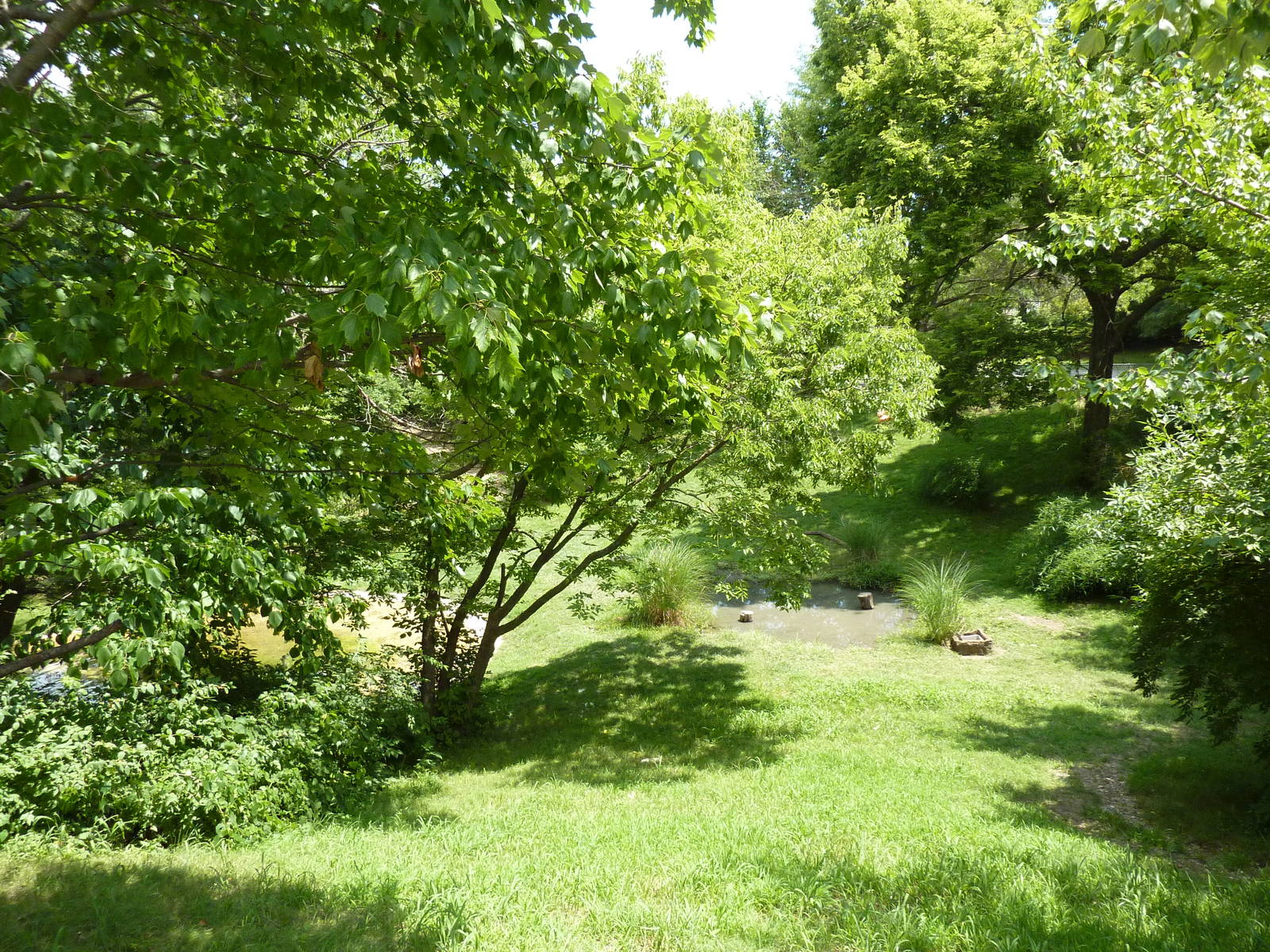 Lesser Flamingo/Chilean Flamingo/Black-Necked Swan Exhibit