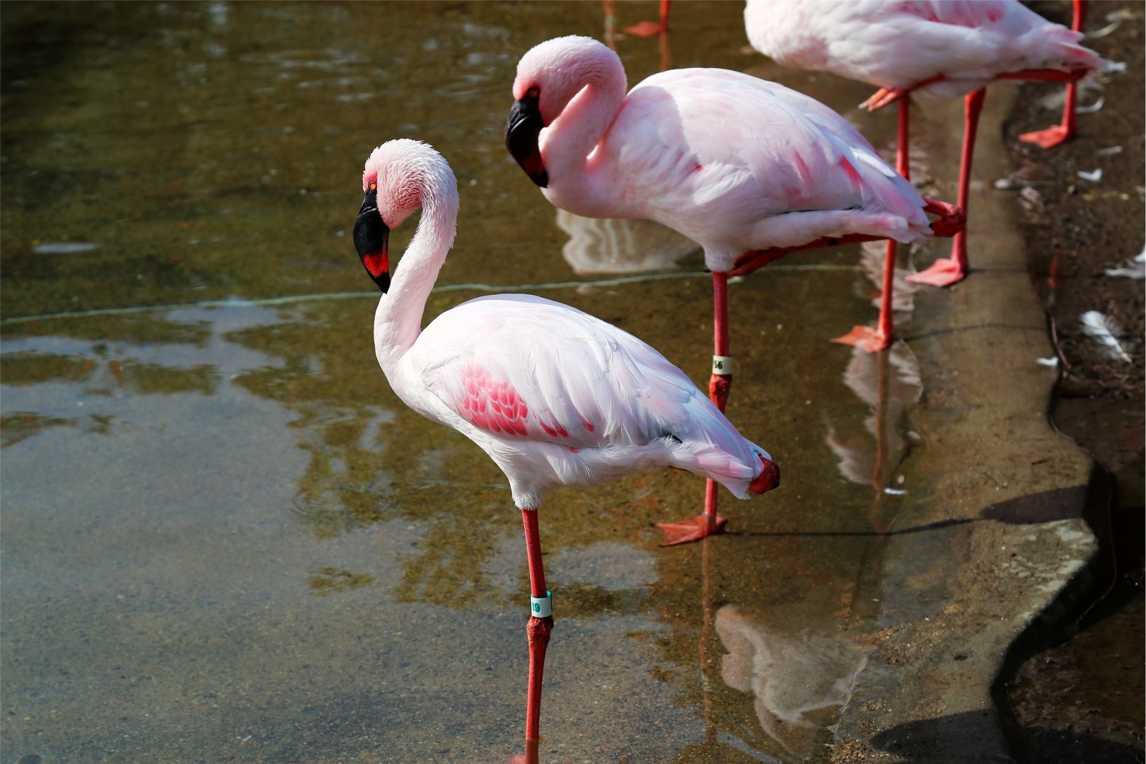 Lesser Flamingo, December 2015
