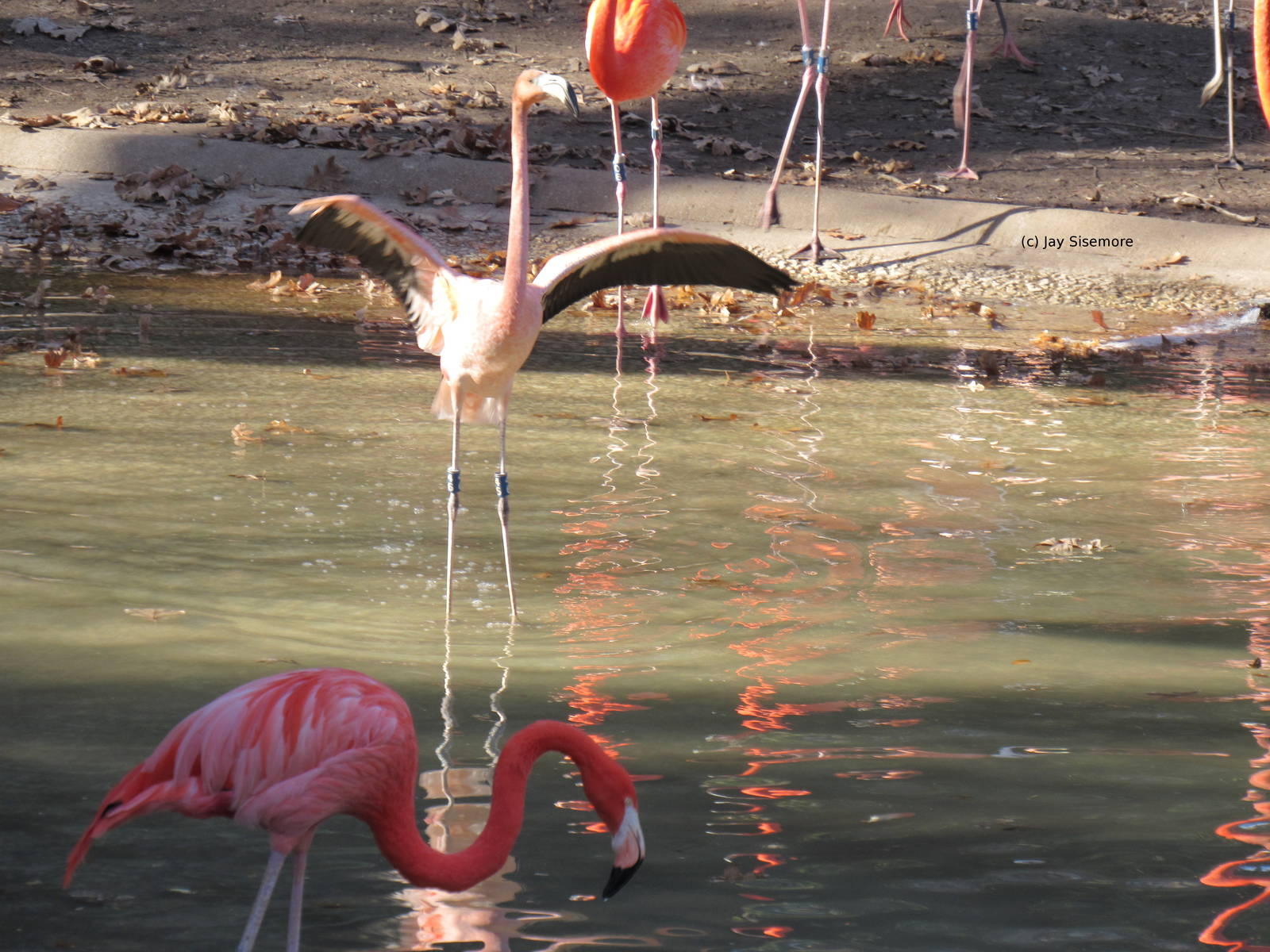 Lesser Flamingo Displaying and Caribbean Flamingos