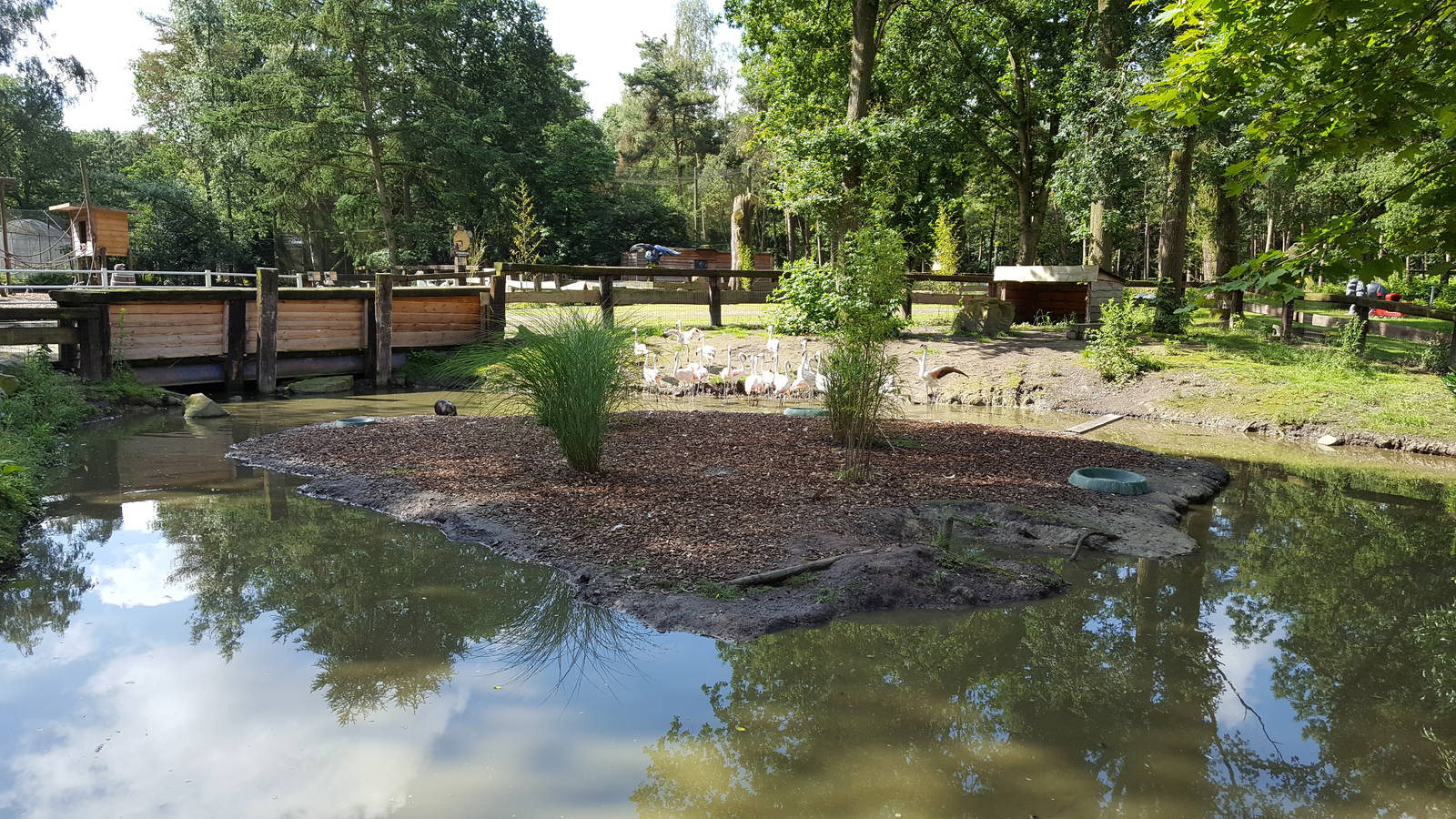 lesser flamingo enclosure
