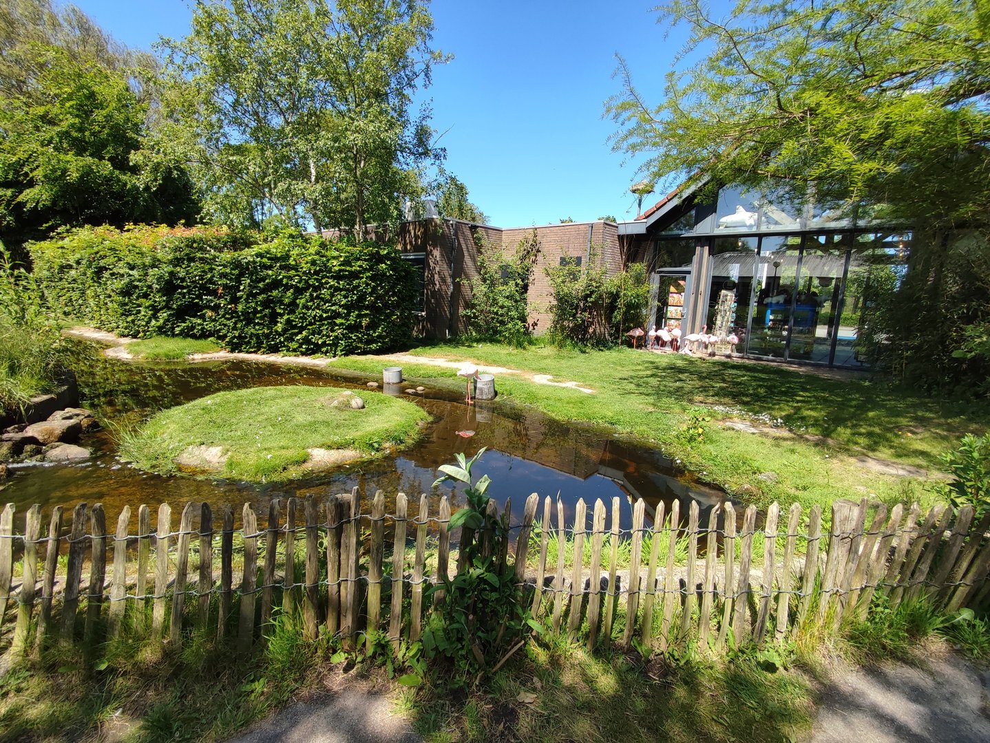Lesser flamingo enclosure